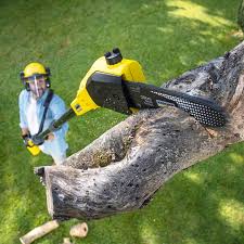 Best Hazardous Tree Removal  in Palm Desert, CA