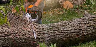 Best Tree Removal  in Palm Desert, CA