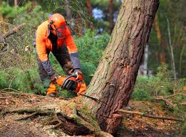 Best Tree Preservation Services  in Palm Desert, CA