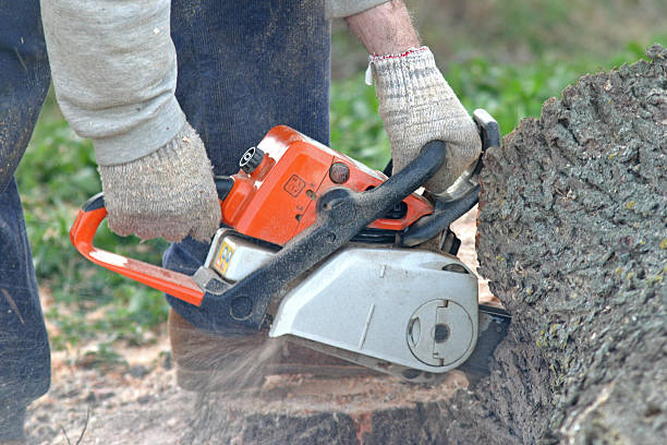 Best Tree Maintenance Programs  in Palm Desert, CA