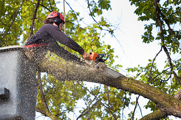 Best Fruit Tree Pruning  in Palm Desert, CA