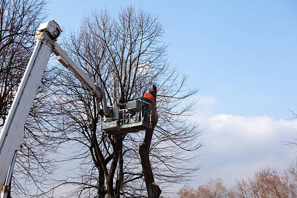 Best Leaf Removal  in Palm Desert, CA